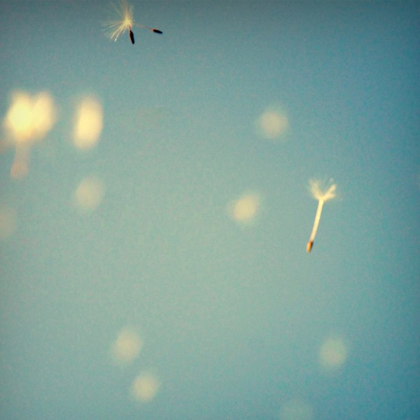 Dandelion seeds falling from a blue sky
